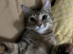 Cookie - Domestic Cat For Adoption - New York, NY, US