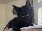 Моника - Maine Coon Kitten For Sale - Denver, CO, US