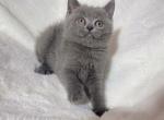 Blue Scottish straight boy - British Shorthair Kitten For Sale - Athens, GA, US