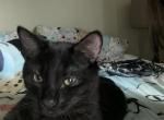 Bagheera - Domestic Cat For Adoption - 