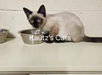 Siamese - Siamese Kitten For Sale - Gering, NE, US