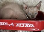 Khaleesi - Bambino Kitten For Sale - 