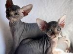 Hermes - Sphynx Kitten For Sale - Fort Lauderdale, FL, US