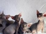 Katana - Sphynx Kitten For Sale - Fort Lauderdale, FL, US