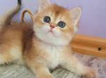 CLARK - British Shorthair Kitten For Sale - San Francisco, CA, US