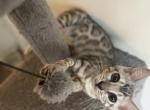 Barbie the Silver Bengal - Bengal Kitten For Sale - Raeford, NC, US