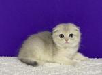 MINA - Scottish Fold Kitten For Sale - San Francisco, CA, US