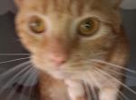 Coldfoot - Domestic Cat For Adoption - 