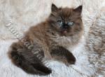 Stunning TICA Seal Sepia Ragdoll Baby Girl - Ragdoll Kitten For Sale - Huntsville, AL, US