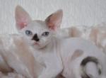 Jennifer - Devon Rex Kitten For Sale - 