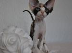 Josefina - Devon Rex Kitten For Sale - 