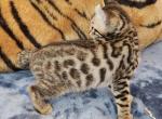 REDUCED Large Hibernian Lynx kitten named Mac - Highlander Kitten For Sale - La Pine, OR, US