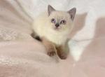 Blue point Scottish straight girl - British Shorthair Kitten For Sale - Athens, GA, US