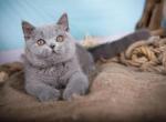 Freddie - British Shorthair Kitten For Sale - 