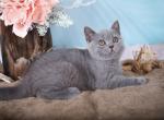 Flicka - British Shorthair Kitten For Sale - Brooklyn, NY, US