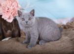 Frankie - British Shorthair Kitten For Sale - Brooklyn, NY, US