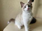 Apollon - British Shorthair Kitten For Sale - Brooklyn, NY, US