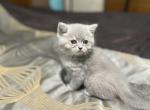 Golden shaded lilac - Minuet Kitten For Sale - 