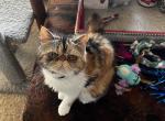 Calico Exotic - Exotic Kitten For Sale - Plymouth, MN, US