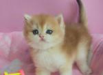 Louis - British Shorthair Kitten For Sale - Brooklyn, NY, US