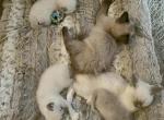 MORE AVAILABLE Kats ravishing ragdolls kittens - Ragdoll Kitten For Sale - Lancaster, PA, US