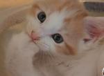 Orange and white polydactal male maine coon kitten - Maine Coon Kitten For Sale - Easton, PA, US