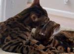 Shelby & Benny - Bengal Cat For Sale - Rancho Cucamonga, CA, US