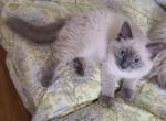 Lillybelle - Ragdoll Kitten For Sale - Reading, PA, US