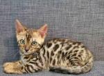 Bengal Kitten - Bengal Kitten For Sale - Vancouver, WA, US