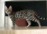 Nikita - Bengal Kitten For Sale - Calimesa, CA, US