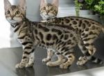 Vesper - Bengal Kitten For Sale - Calimesa, CA, US