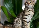 Willow - Bengal Kitten For Sale - Calimesa, CA, US