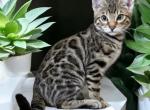 Talon - Bengal Kitten For Sale - Calimesa, CA, US