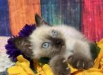 Sunny - Minuet Kitten For Sale - 