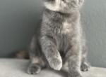 Natalie - Exotic Kitten For Sale - Vancouver, WA, US