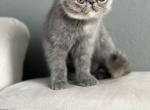 Ally - Exotic Kitten For Sale - Vancouver, WA, US