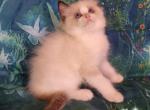 Dexter Ragdoll Boy - Ragdoll Kitten For Sale - VA, US