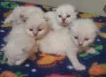 Siberian kittens Litter - Siberian Kitten For Sale - Bellingham, WA, US