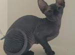 Antonia Female Sphynx - Sphynx Kitten For Sale - Boston, MA, US