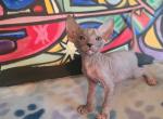 Tilly female  lilac tortoiseshell sphynx - Sphynx Kitten For Sale - Boston, MA, US