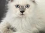 Casper - Himalayan Kitten For Sale - IL, US