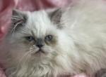 Lea - Himalayan Kitten For Sale - IL, US