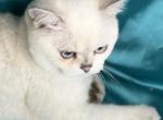 Raphael - British Shorthair Kitten For Sale - IL, US