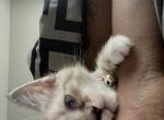 storm - Ragdoll Kitten For Sale - Louisville, KY, US