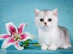 Los Angeles - Munchkin Kitten For Sale - 