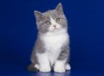 Ukans - British Shorthair Kitten For Sale - Pembroke Pines, FL, US