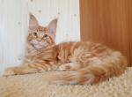 Justin - Maine Coon Kitten For Sale - Miami, FL, US