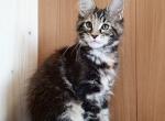 Joyce - Maine Coon Kitten For Sale - Miami, FL, US