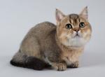 Munchkin S4 - Munchkin Kitten For Sale - New York, NY, US