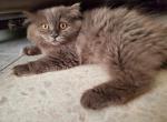 Shadow doll face persian - Persian Kitten For Sale - Queens, NY, US